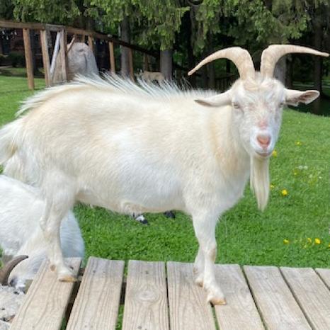 Annabelle, an adoptable Goat in Fairport, NY_image-1