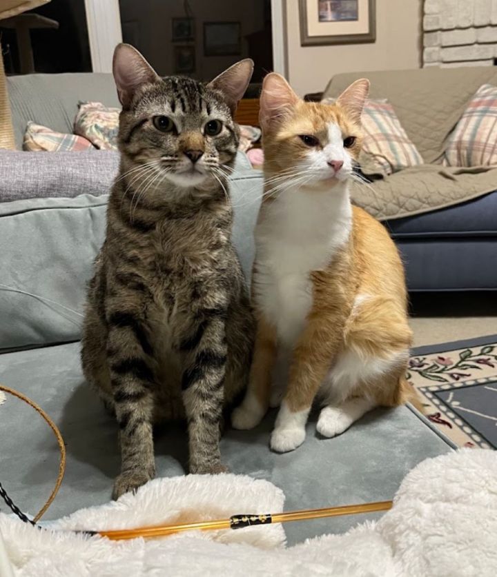 Cleopatra ***BONDED PAIR WITH COUNTRY!  MUST BE ADOPTED TOGETHER!!***, an adoptable Domestic Medium Hair Mix in Austin, TX_image-1