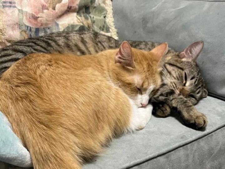 Country ***BONDED PAIR WITH CLEOPATRA!  MUST BE ADOPTED TOGETHER!!***, an adoptable Domestic Medium Hair Mix in Austin, TX_image-3