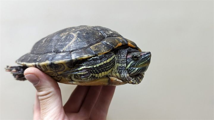 Zoie, an adoptable Turtle in Pefferlaw, ON_image-1