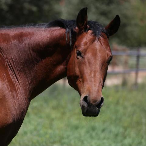 Lucky, an adoptable Quarterhorse in Kanab, UT_image-1