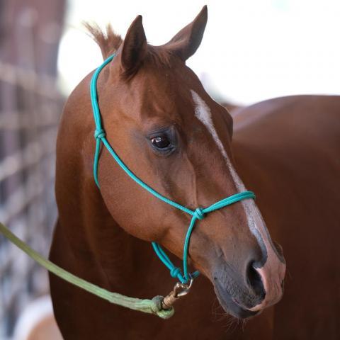 Woodrow, an adoptable Quarterhorse in Kanab, UT_image-1