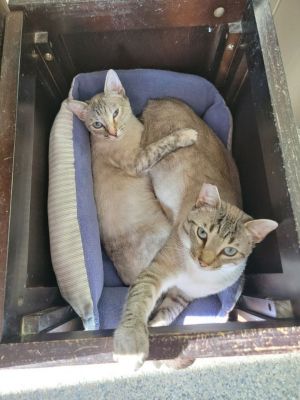 siamese kittens for sale san diego