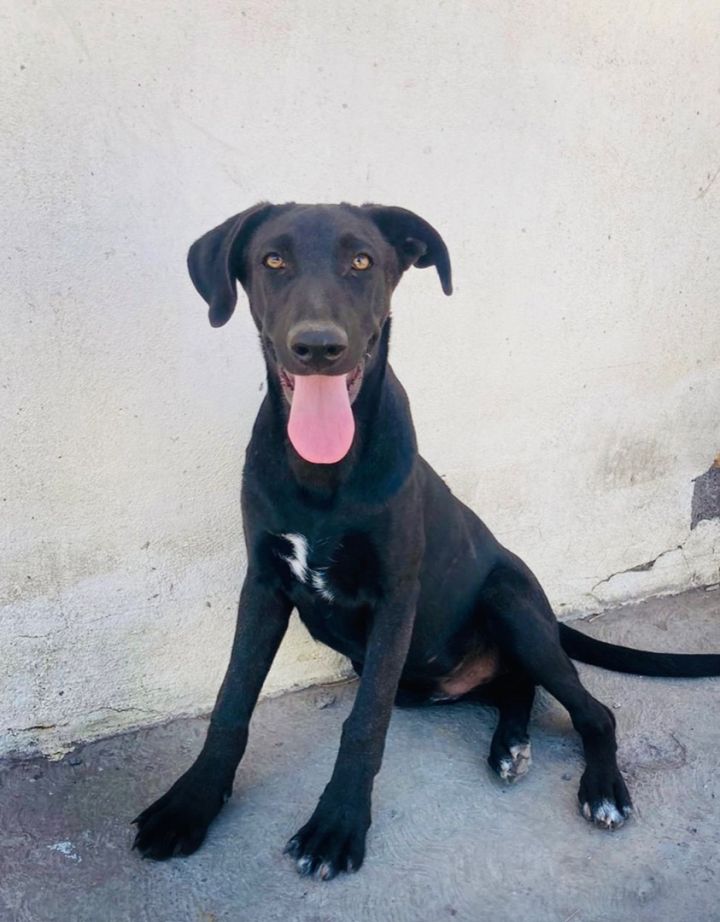 Pancho, an adoptable Black Labrador Retriever Mix in Warren, MI_image-3