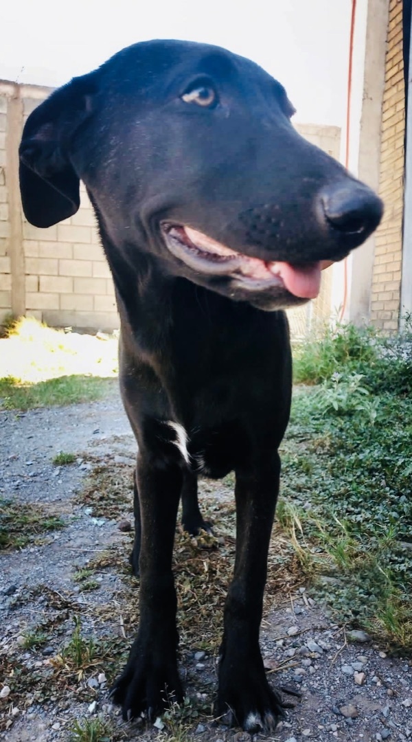 Pancho, an adoptable Black Labrador Retriever Mix in Milford, PA_image-2
