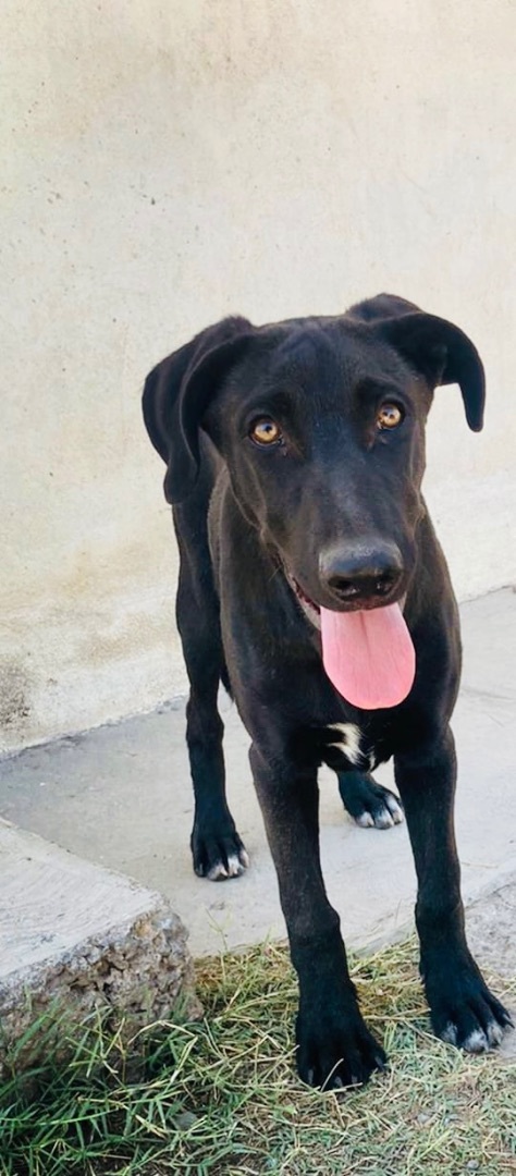 Pancho, an adoptable Black Labrador Retriever Mix in Washington , DC_image-4