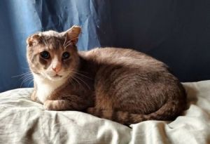 Droopy is a sweet 10 year old who was rescued from a cat colony after likely being abandoned there 