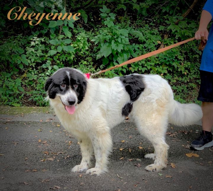 Cheyenne, an adopted Newfoundland Dog & Great Pyrenees Mix in Sevierville, TN_image-1