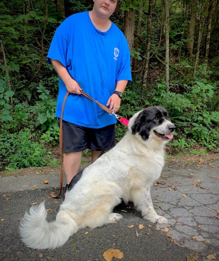 Cheyenne, an adopted Newfoundland Dog & Great Pyrenees Mix in Sevierville, TN_image-3