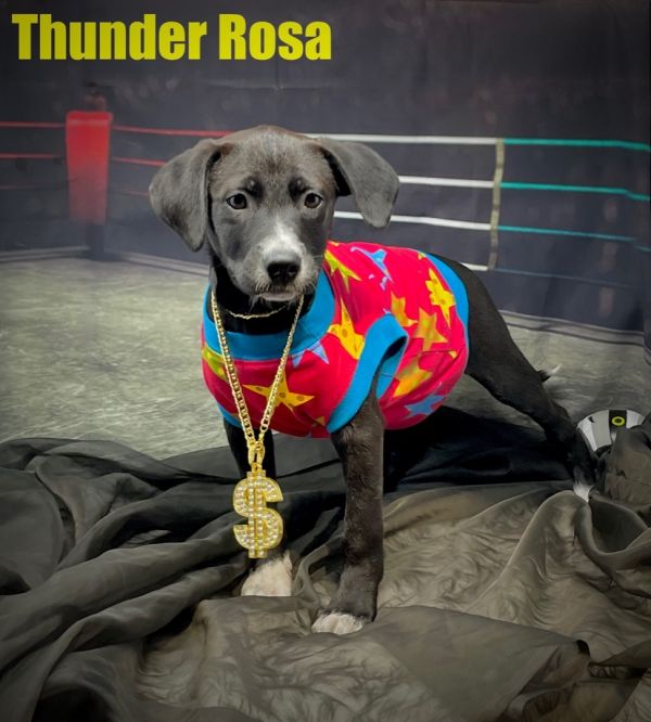Thunder Rosa