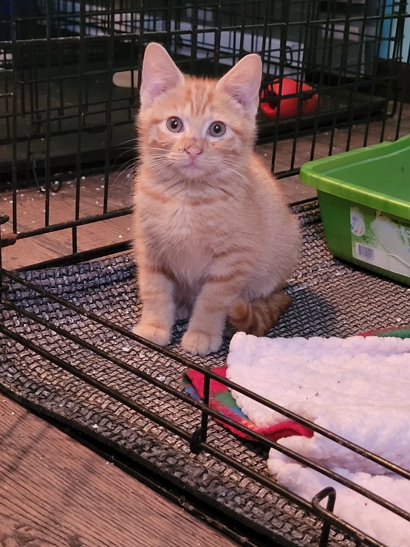 Cat for adoption Tammy , a Domestic Short Hair in Racine, WI Petfinder