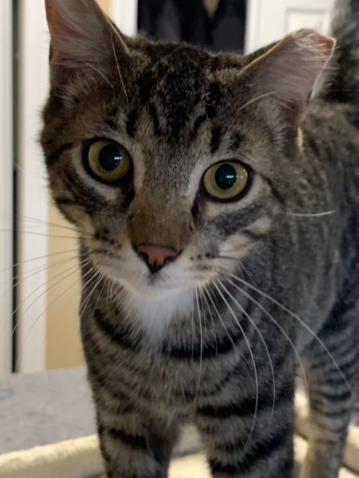 Romeo & Juliet, an adoptable Domestic Short Hair & Tabby Mix in Sussex, NJ_image-2
