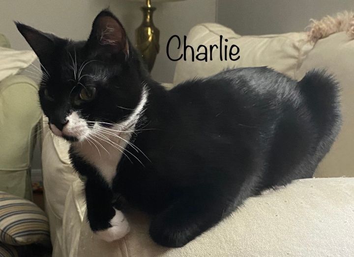 Charlie and Simon, an adoptable Domestic Short Hair in Orlando, FL_image-2