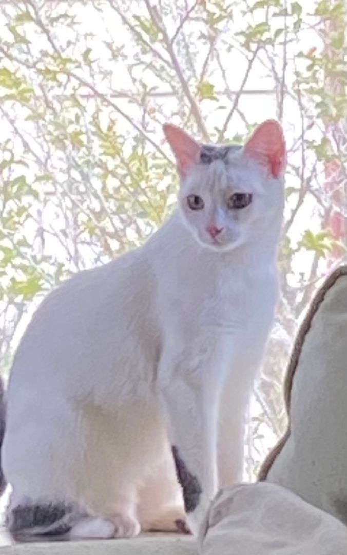 Cat for adoption Charlie and Simon, a Domestic Short Hair in Orlando