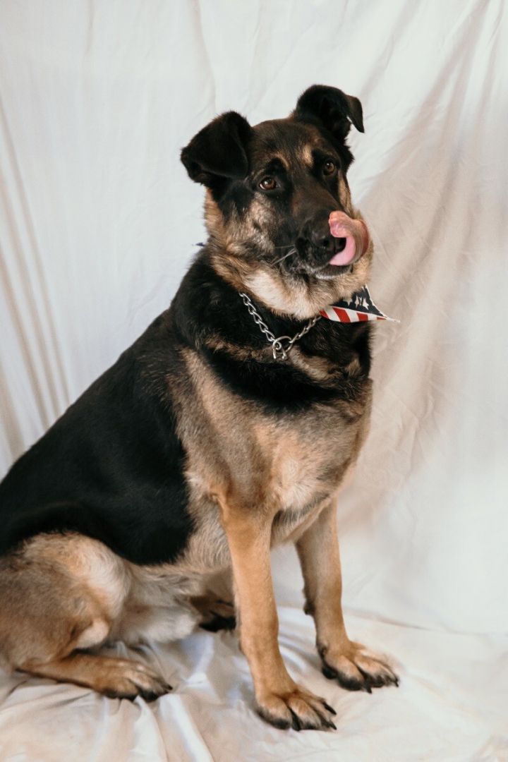 Lobo, an adoptable German Shepherd Dog & Saint Bernard Mix in Van Nuys, CA_image-3