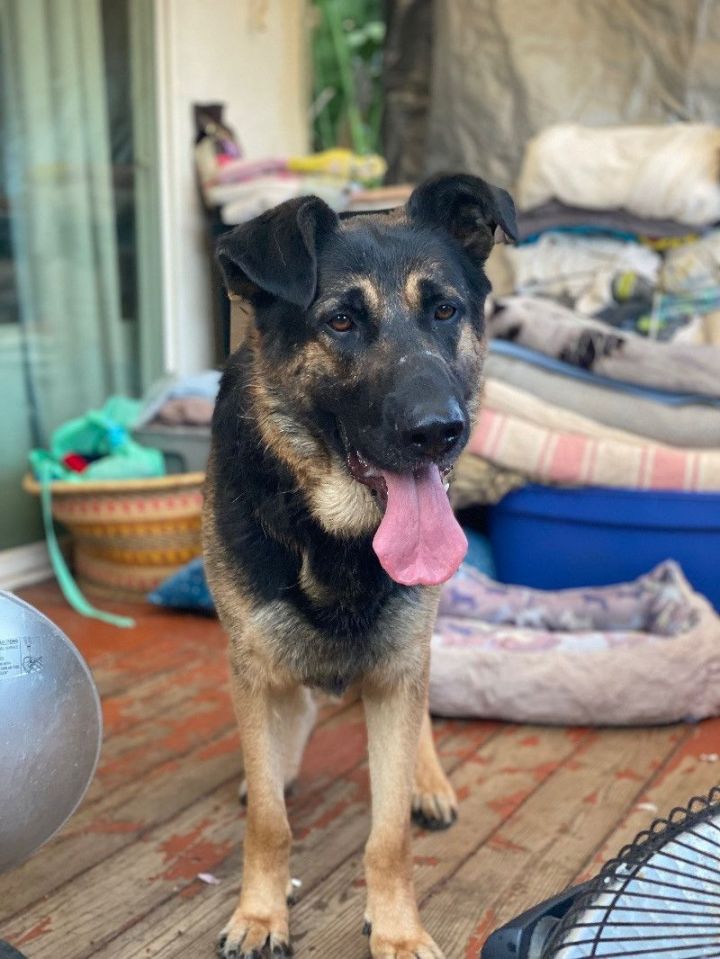 saint bernard german shepherd mix