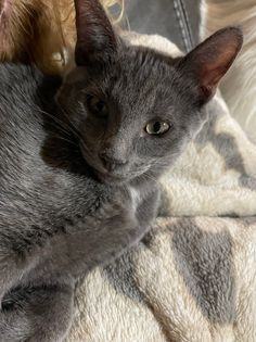 Dandelion , an adopted Domestic Short Hair in Oklahoma City, OK_image-2