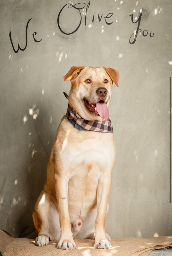 Luke, an adoptable Labrador Retriever & German Shepherd Dog Mix in San Bernardino, CA_image-1