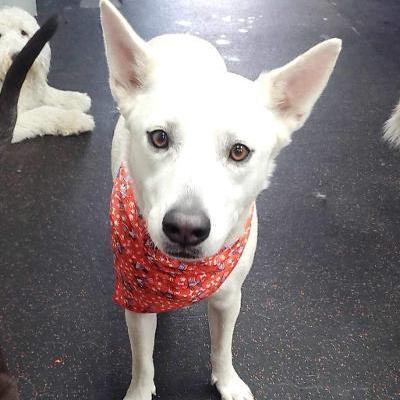 Bella, an adoptable White German Shepherd & Terrier Mix in Phoenix, AZ_image-1