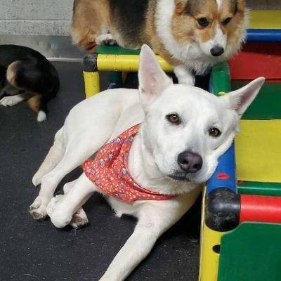 Bella, an adoptable White German Shepherd & Terrier Mix in Phoenix, AZ_image-3