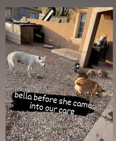 Bella, an adoptable White German Shepherd & Terrier Mix in Phoenix, AZ_image-5