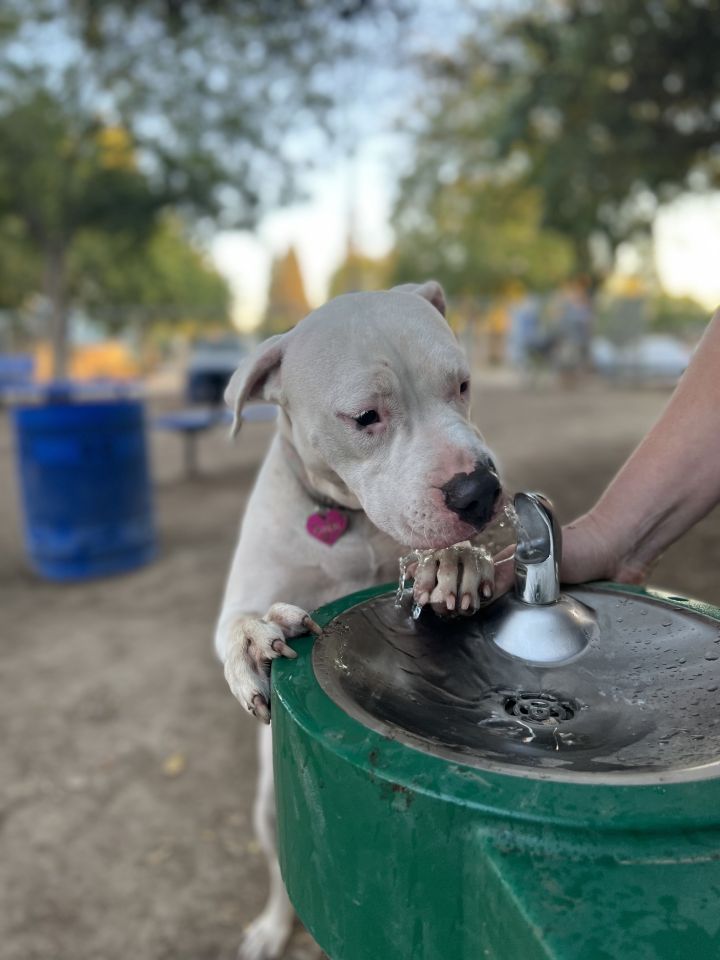 Gwyneth, an adoptable Pit Bull Terrier in Riverside, CA_image-3