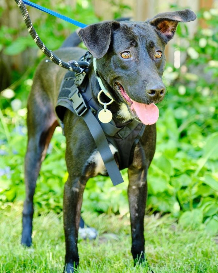 Frijolito, an adoptable Labrador Retriever Mix in Puyallup, WA_image-4