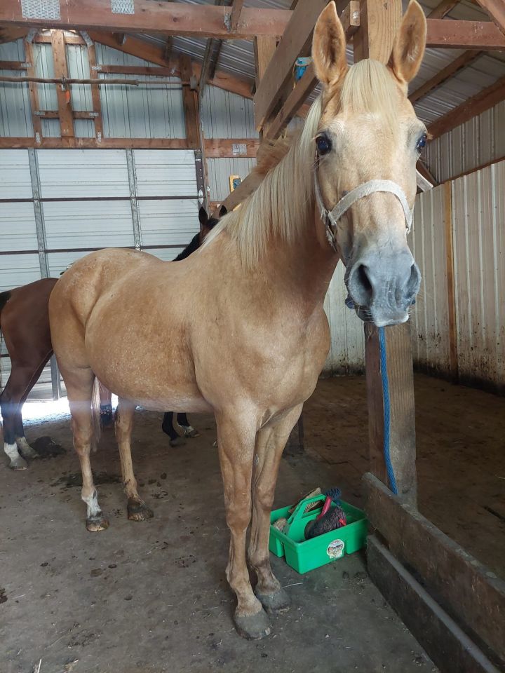 Sunny, an adoptable Palomino in Independence, MN_image-1