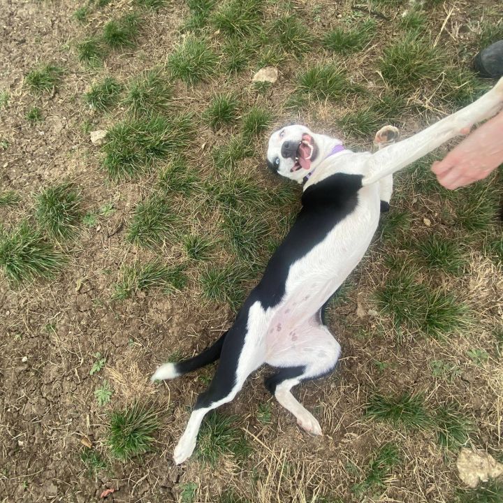 Tamara, an adoptable Pit Bull Terrier Mix in Renton, WA_image-4