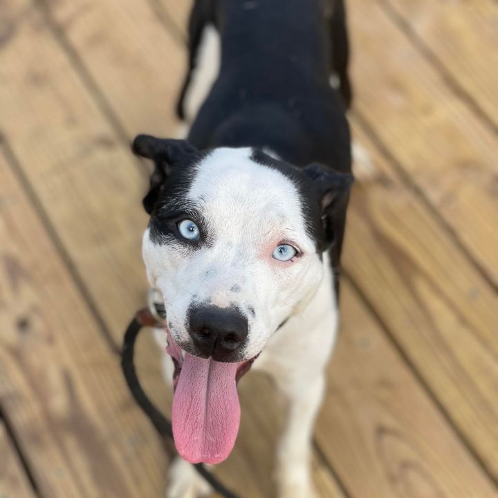 Tamara, an adoptable Pit Bull Terrier Mix in Justin, TX_image-1