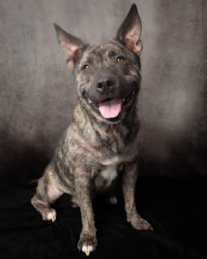 Prince, an adoptable American Staffordshire Terrier Mix in Justin, TX_image-1