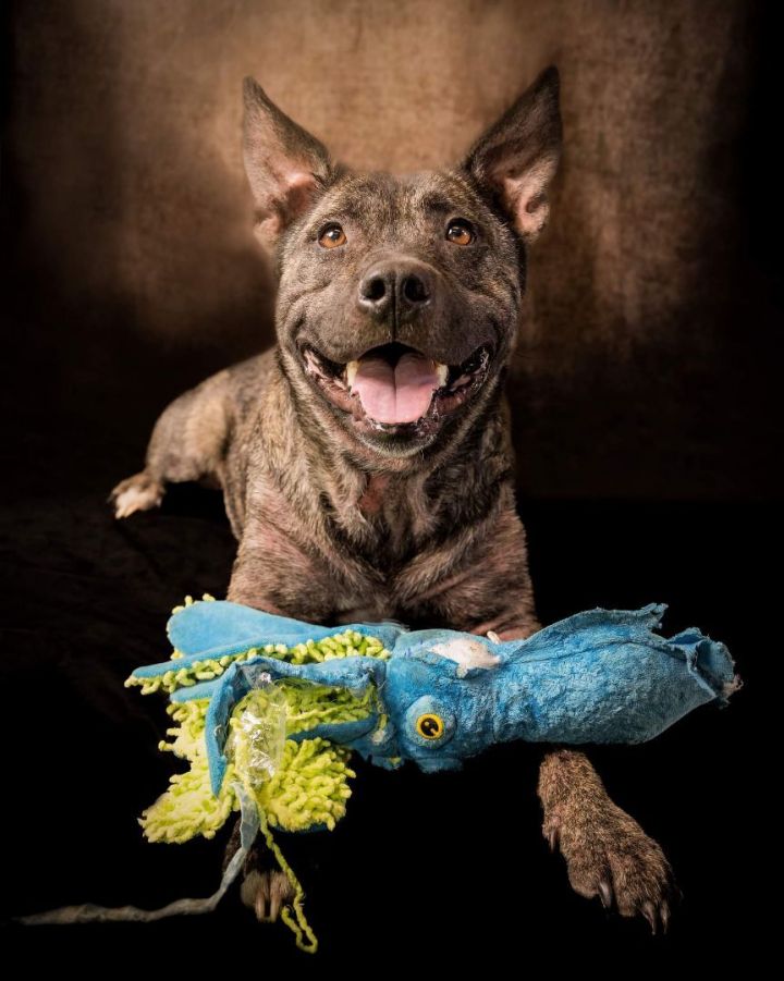 Prince, an adoptable American Staffordshire Terrier Mix in Salt Lake City, UT_image-2
