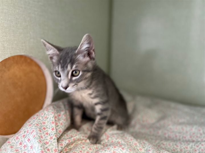 Diesel, an adopted Tabby & Domestic Short Hair Mix in Monroe, MI_image-2