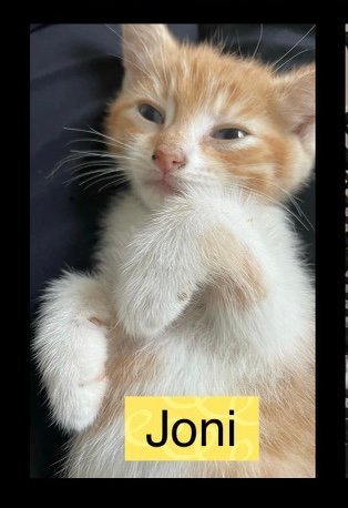 Joni, an adoptable Domestic Short Hair in Monroe, MI_image-2