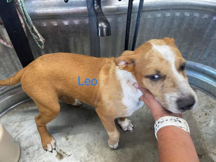 Leo, an adoptable Catahoula Leopard Dog in Waterbury , CT_image-3