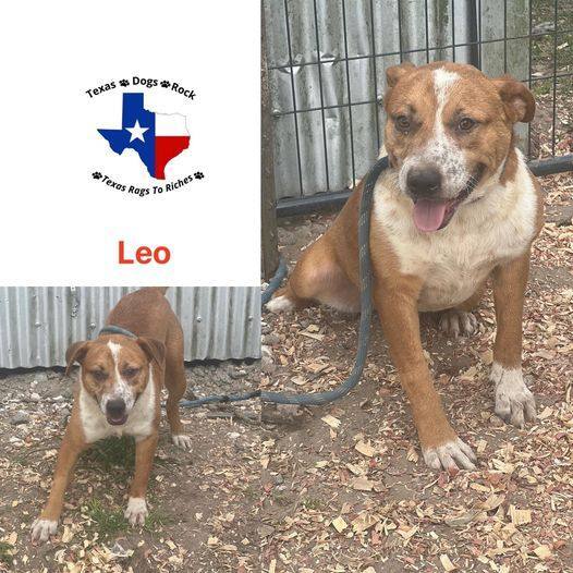 Texas Pet Rock Adoption