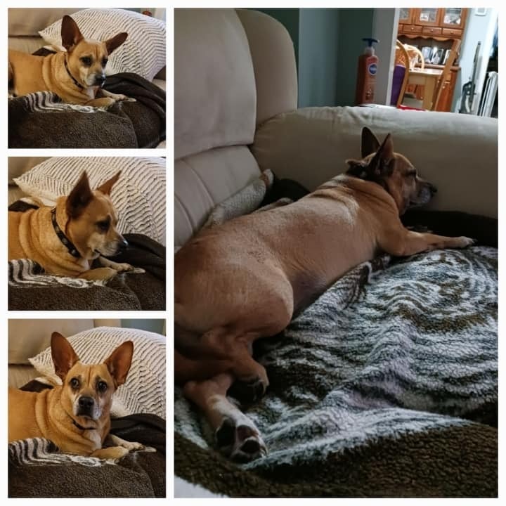 Bubby, an adoptable Corgi & Chihuahua Mix in Breinigsville, PA_image-1