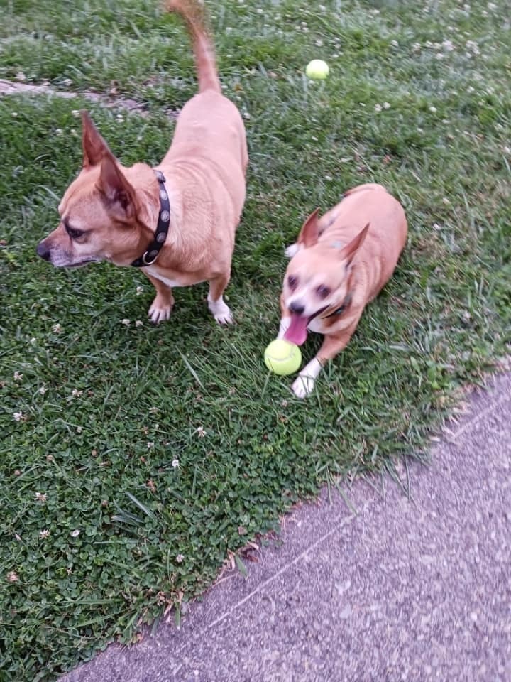 Bubby, an adoptable Corgi & Chihuahua Mix in Breinigsville, PA_image-3
