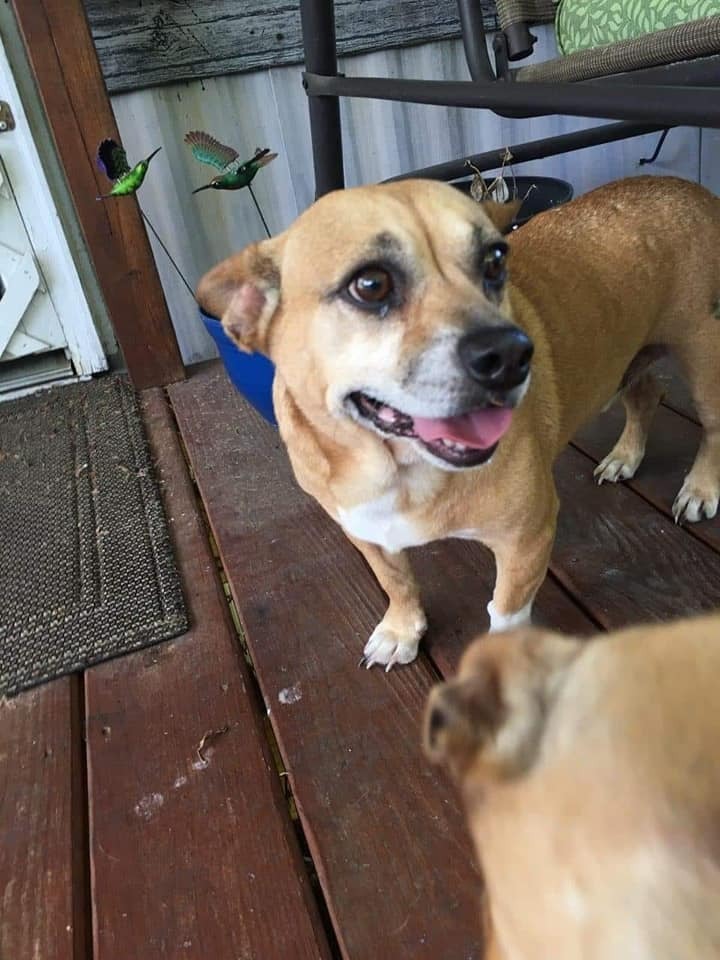 Sissy, an adoptable Corgi & Chihuahua Mix in Breinigsville, PA_image-3