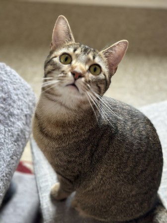 Mistie, an adoptable Domestic Short Hair in Sistersville, WV, 26175 | Photo Image 1