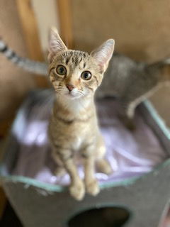 Mistie, an adoptable Domestic Short Hair in Sistersville, WV, 26175 | Photo Image 3