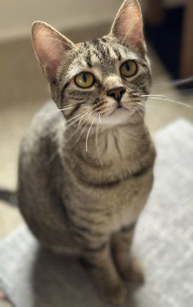 Carlie, an adoptable Domestic Short Hair in Sistersville, WV, 26175 | Photo Image 1