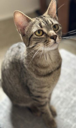 Carlie, an adoptable Domestic Short Hair in Sistersville, WV, 26175 | Photo Image 2