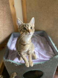 Carlie, an adoptable Domestic Short Hair in Sistersville, WV, 26175 | Photo Image 3