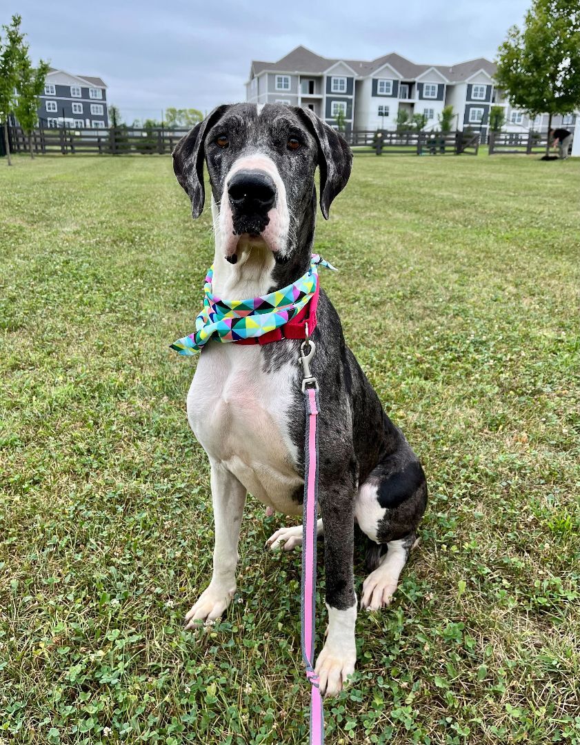 Lola, an adoptable Great Dane in Canal Winchester, OH, 43110 | Photo Image 2