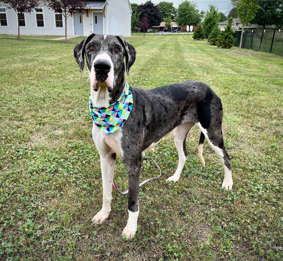 Lola, an adoptable Great Dane in Canal Winchester, OH, 43110 | Photo Image 4