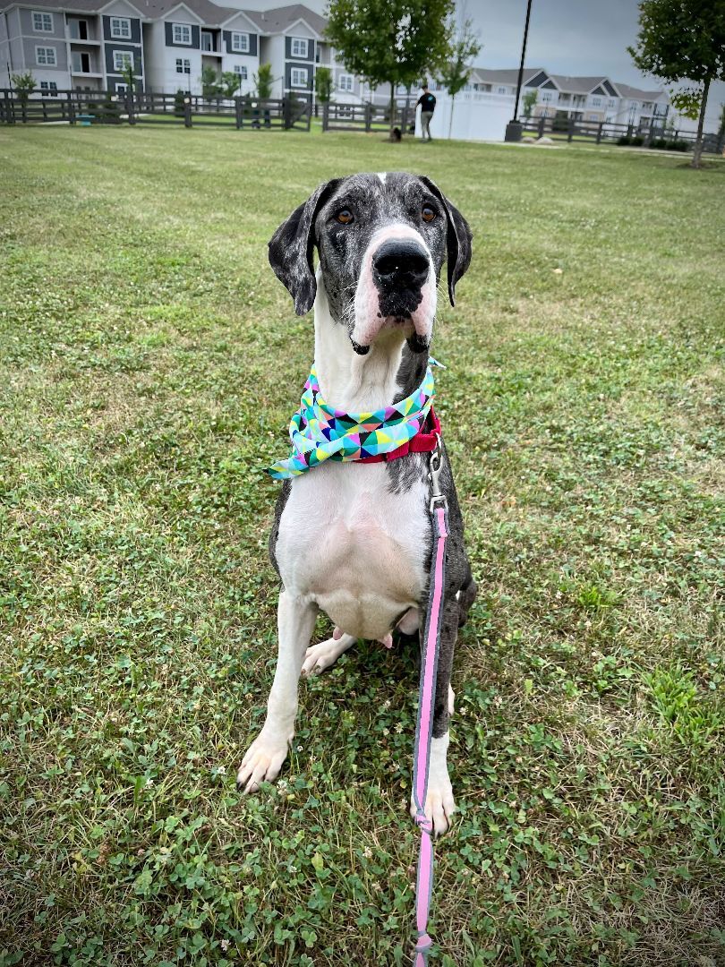 Lola, an adoptable Great Dane in Canal Winchester, OH, 43110 | Photo Image 6