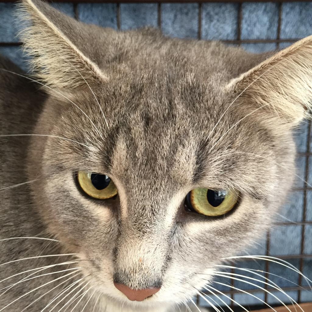 Mimi Rockbridge, an adoptable Domestic Short Hair in Merrifield, VA, 22116 | Photo Image 1