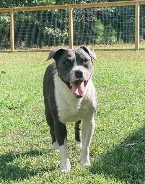 Thor, an adoptable Labrador Retriever, Pit Bull Terrier in New Bern, NC, 28563 | Photo Image 1