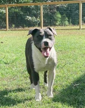 Thor, Adult Male Labrador Retriever